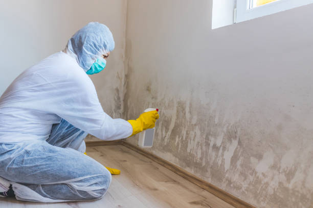 Licensed Attic Mold Removal service in Newton, MA - WQB Mold Removal