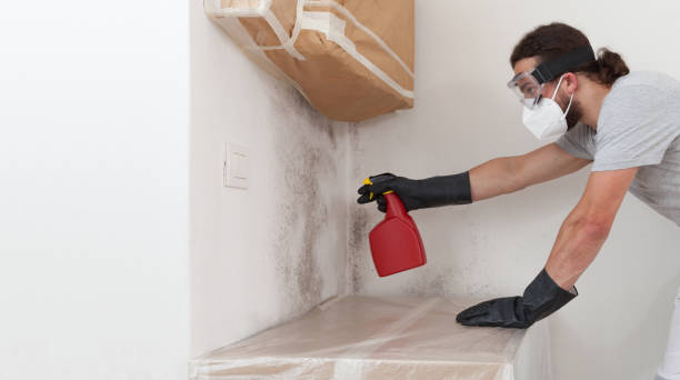 Professional Attic Mold Removal technician working in Newton, MA