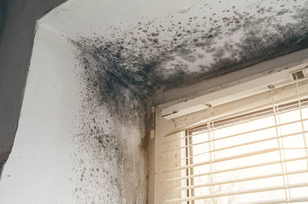 Affordable Attic Mold Removal solutions in Newton, MA